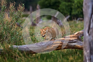 African lion, young male. Botswana wildlife. Lion, slose-up detail portrait in golden grass. Animal in nice place, lion grass