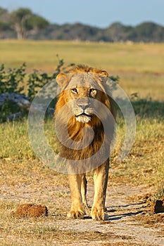 African Lion, Zimbabwe, Hwange National Park photo