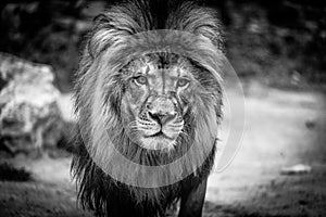 Lion - The King of Animals