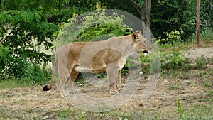 African lion in a zoo. Wildlife animal