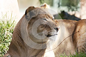 African lioness