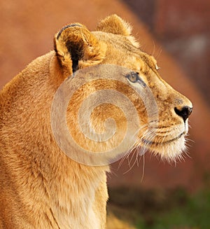 African Lioness