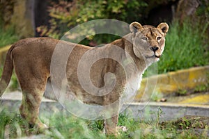 African Lioness