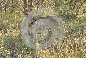 African Lioness