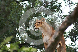 African lioness