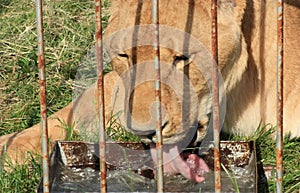 African Lioness in Captivity Majestic Big Cat Behind Bars at the Zoo, Observing Visitors in a Cage, Captive Predator in a