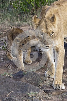 African lioness with cub