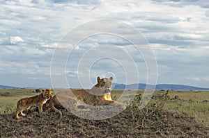 African lioness with cubs