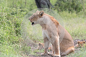 An African lioness with her cubs
