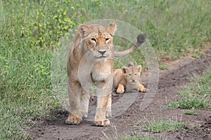 An African lioness with her cubs