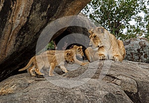 An African lioness on a kopje with her cubs