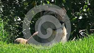 African lioness lay on green grass