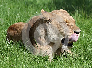 African Lioness licking her lips