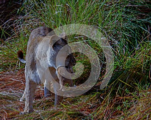 African lioness with newborn cub