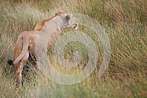African lioness (Panthera leo) is hunting