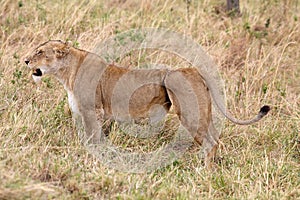 African lioness (Panthera leo) photo