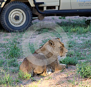 African lioness (Panthera leo) sitting near tourist vehicle : (pix Sanjiv Shukla)