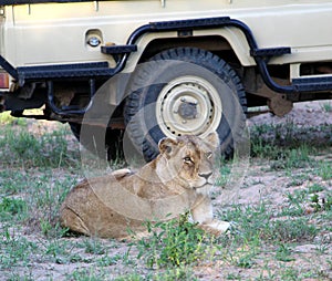 African lioness (Panthera leo) sitting near tourist vehicle : (pix Sanjiv Shukla)