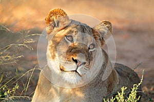 African lioness portrait