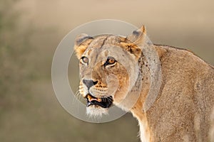 African lioness portrait