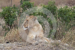 African lioness resting