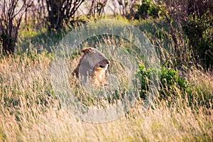 African lioness is resting in tall grass