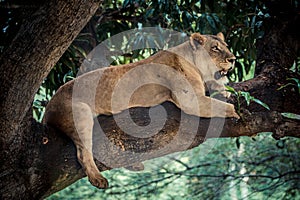 African lioness resting in a tree.