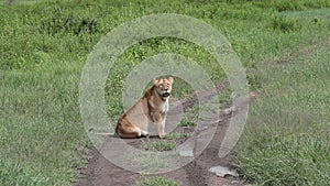 An African lioness on the roadside