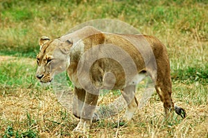 African Lioness Stalking