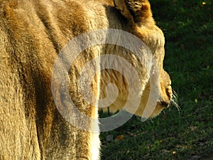 African lioness stalking the leader of the pride.