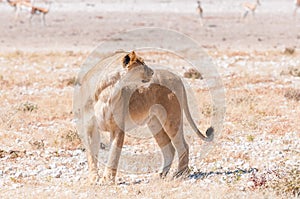 African Lioness standing and looking back
