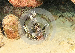 African lionfish
