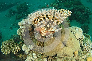 African lionfish