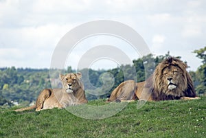 African Lions photo