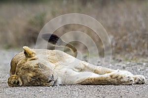 African lions in Kruger National park, South Africa