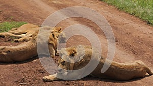 African lions pride are laying softly on the clay road in savannah