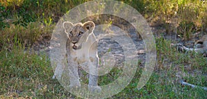 African Lions during safari game drive in Kruger National park South Africa