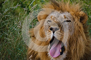 African Lions during safari game drive in Kruger National park South Africa