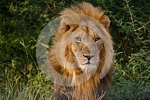 African Lions during safari game drive in Kruger National park South Africa