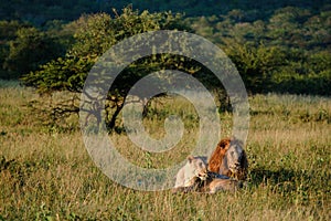 African Lions during safari game drive in Kruger National park South Africa