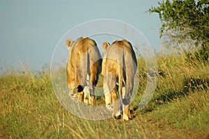 African lions in savanna photo