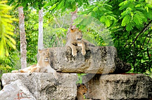 African lions