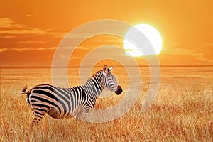 African lonely zebra at sunset in the Serengeti National Park. Tanzania. Wild nature of Africa.