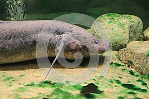 African lungfish