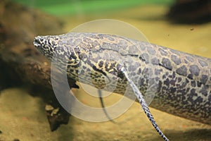 African Lungfish
