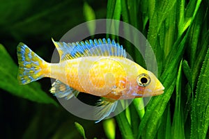 African Malawi Cichlid