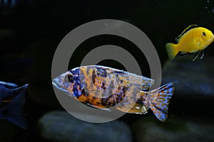 African Malawi cichlid aquarium fish freshwater