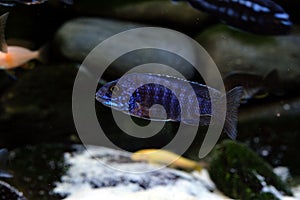 African Malawi cichlid aquarium fish freshwater