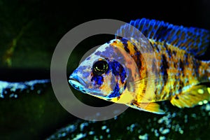African Malawi cichlid aquarium fish freshwater