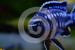 African Malawi cichlid aquarium fish freshwater